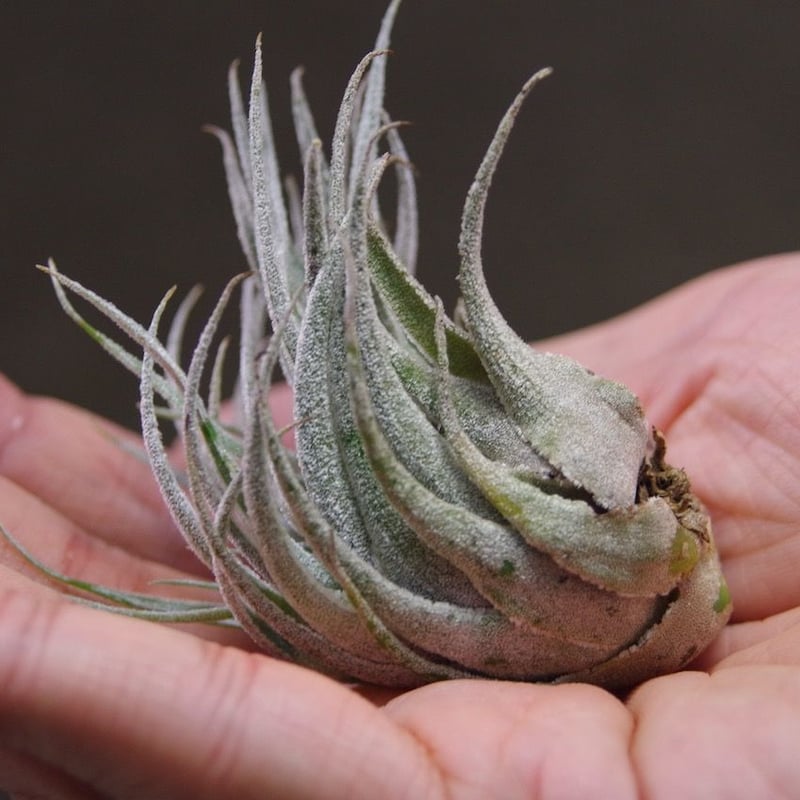 スプレンゲリアナ Lサイズ 02号 | air-plants TENGU-DO スプレンゲリアナ Lサイズ 02号 | air-plants TENGU-DO