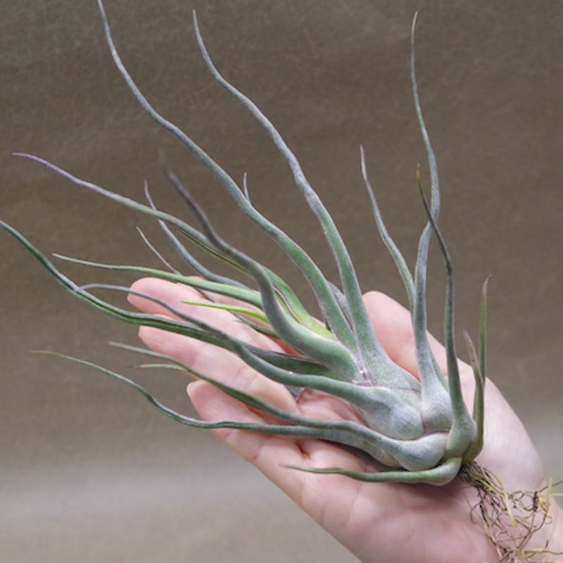 ショータイム × セレリアナ 01号 | air-plants TENGU-DO ショータイム × セレリアナ 01号 | air-plants TENGU-DO