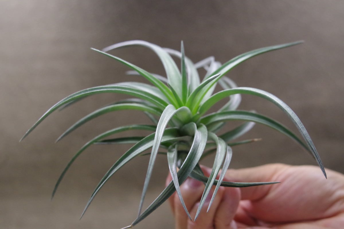 Tillandsia InterestingとChameleonのセット imgrc0114040103.jpg
