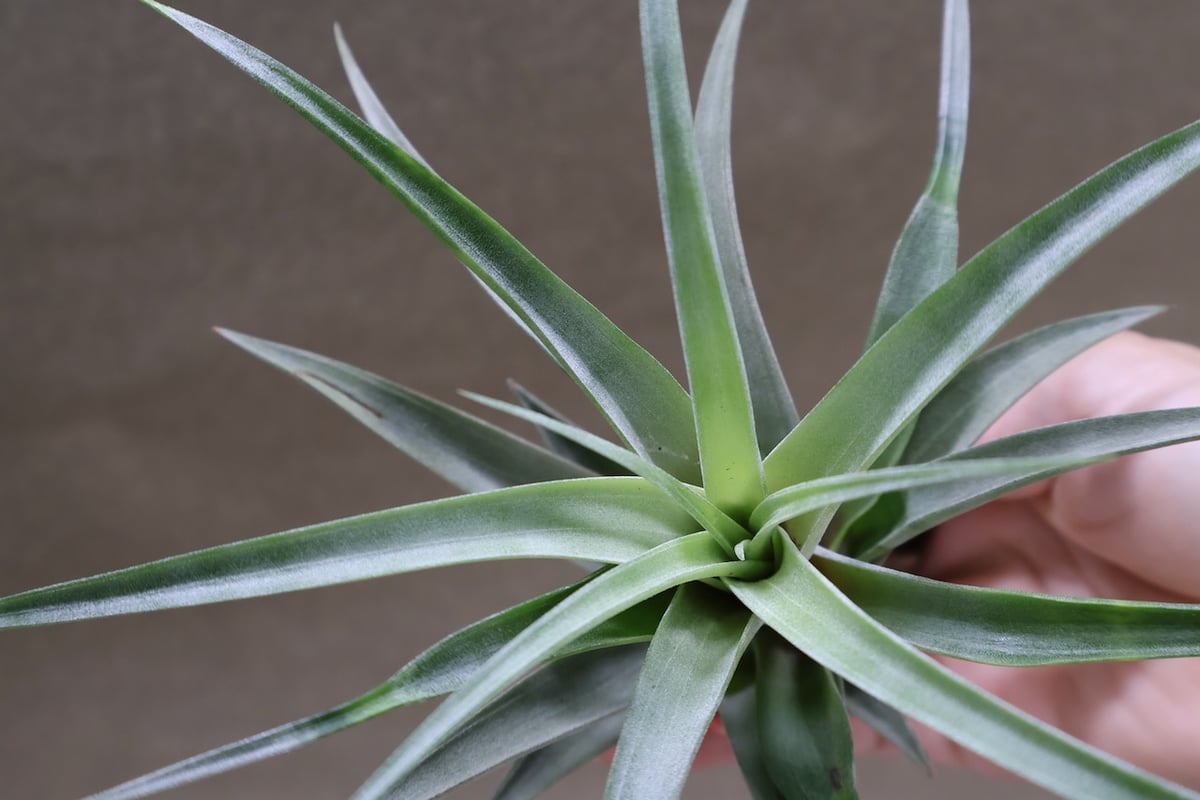 チランジア フレクスオーサ 2種類セット 速達 Amazon.co.jp: (現品