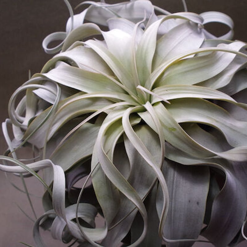 キセログラフィカ 選抜株 XLサイズ 08号 | air-plants TENGU-DO キセログラフィカ 選抜株 XLサイズ 08号 | air-plants TENGU-DO