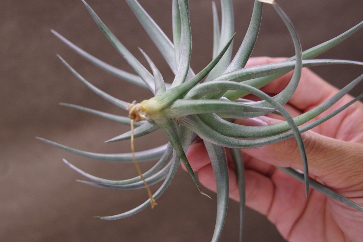 Tillandsia InterestingとChameleonのセット Tillandsia InterestingとChameleonのセット Tillandsia