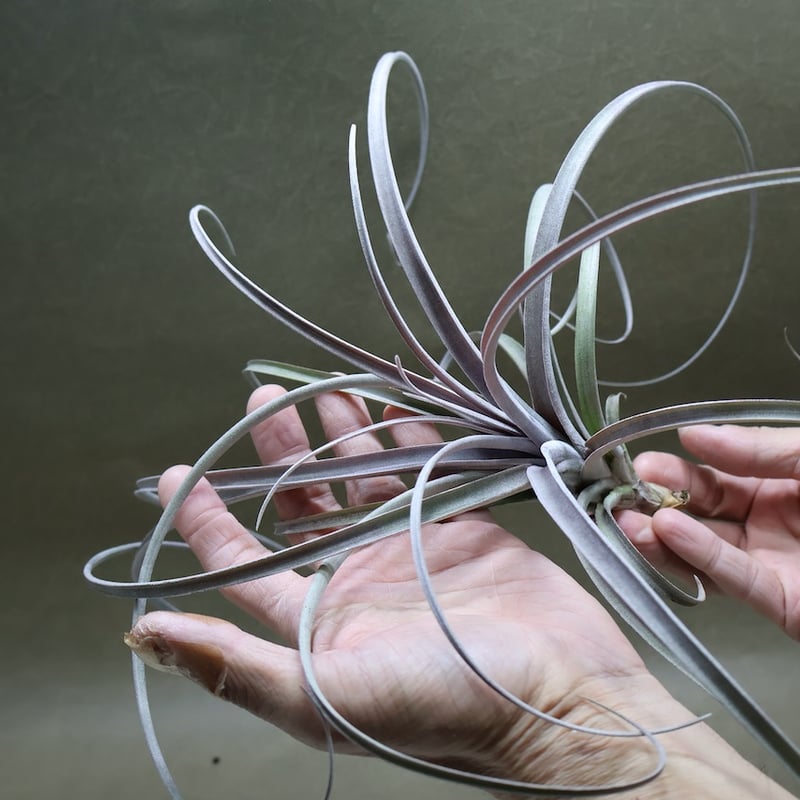 エクセルタxカピタータ ドミンゲンシス 10号 | air-plants TENGU-DO