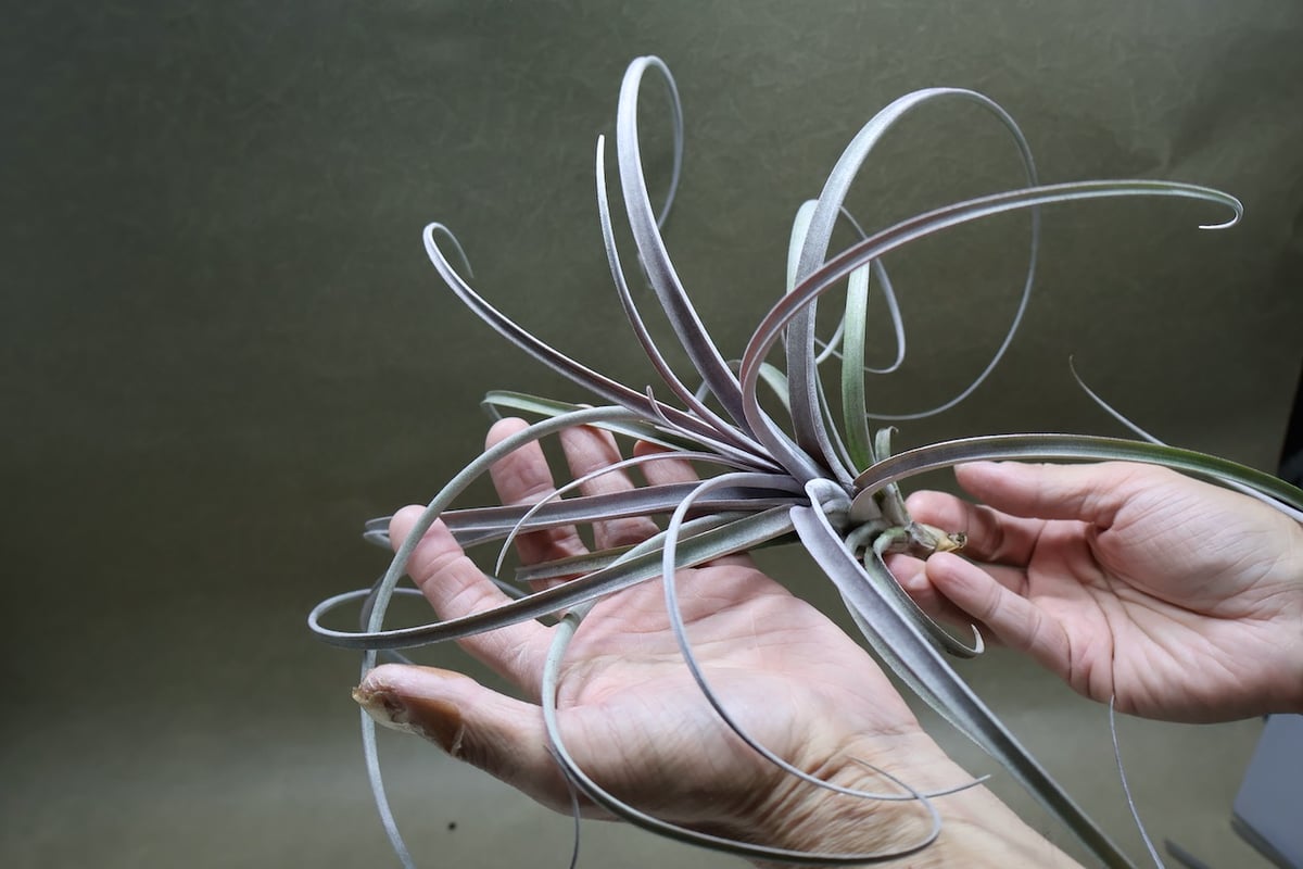 エクセルタxカピタータ ドミンゲンシス 10号 | air-plants TENGU-DO