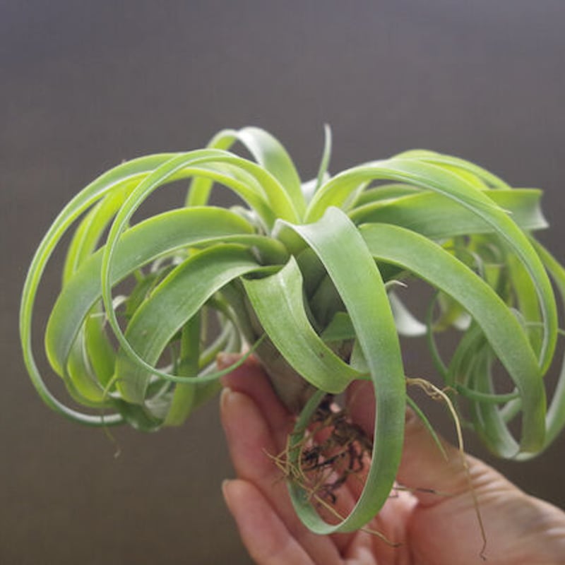 マイスイートローズ（ カピタータ シルバーローズ× ストレプトフィラ