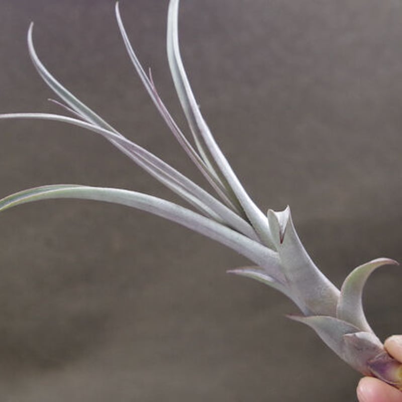 ミカンス 01号 | air-plants TENGU-DO
