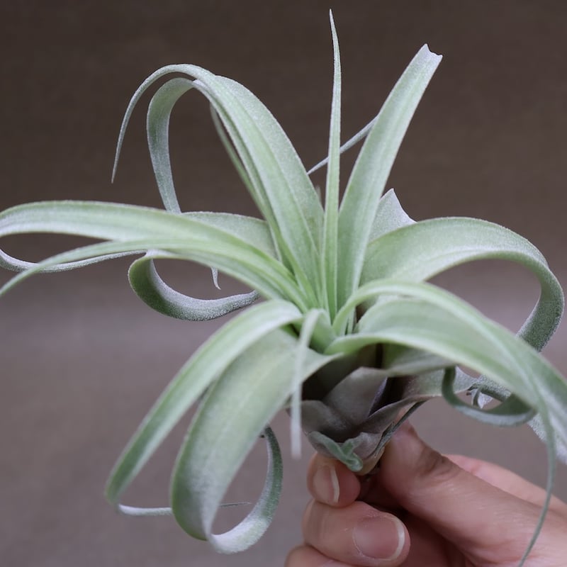 ストレプトフィラ × キセログラフィカ 10号 | air-plants TENGU-DO