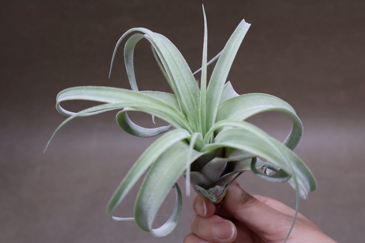 ストレプトフィラ × キセログラフィカ 10号 | air-plants TENGU-DO