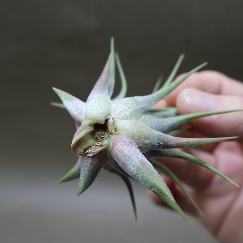 【まぁ様確認用】　イオナンタ ストリクタ イオナンタ ストリクタ 08号 | air-plants TENGU-DO