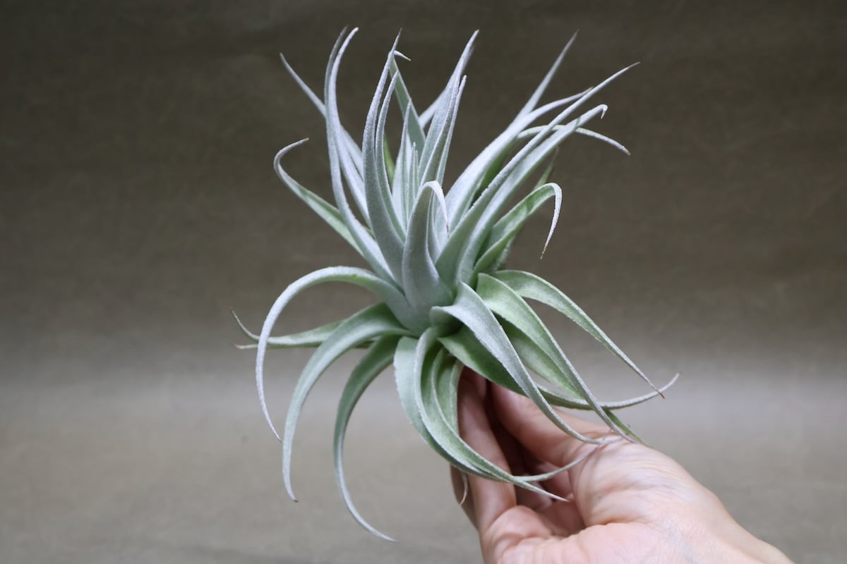 レクルビフォリア サブセクンディフォリア 23号 | air-plants TENGU-DO