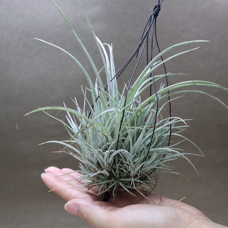 プリングレイ 13号 | air-plants TENGU-DO