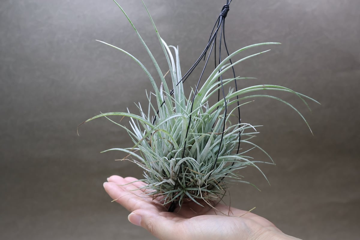 プリングレイ 13号 | air-plants TENGU-DO