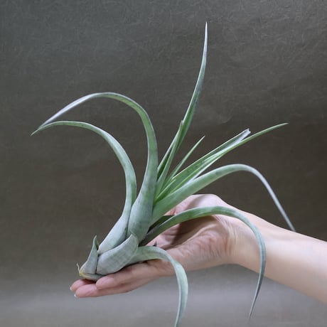 air-plants TENGU-DO