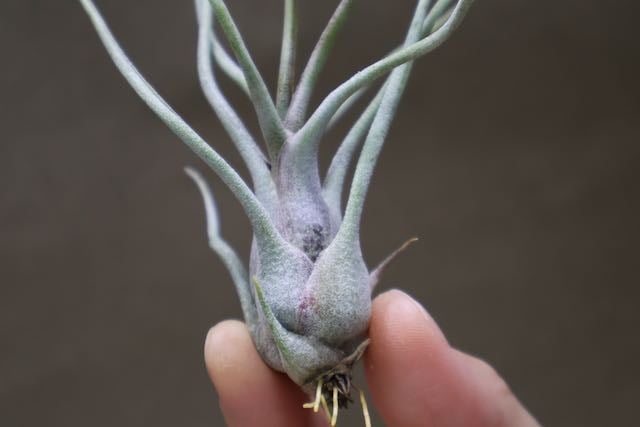 キングコング King Kong 8 Inch Action Figure Ultimate - Skull Island King Kong