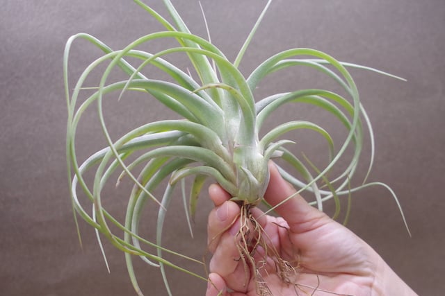 トゥーラーラ 08号 | air-plants TENGU-DO