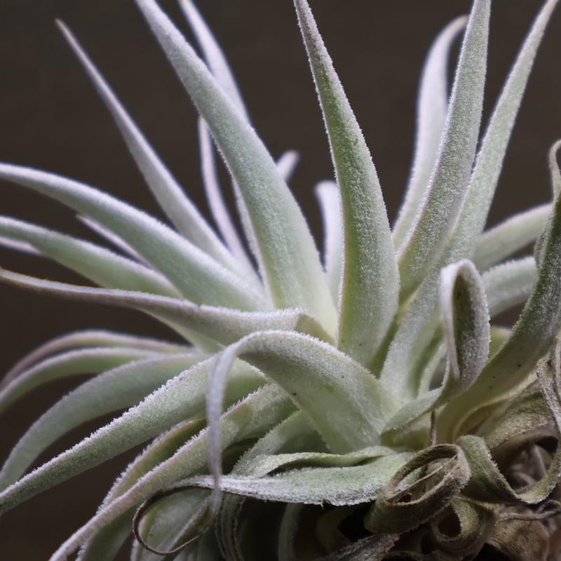 ガルドネリ ルピコラ 02号 | air-plants TENGU-DO
