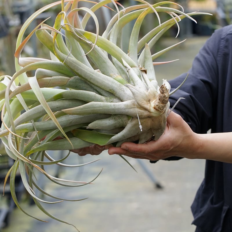 スタッフ特選】カピタータ シルバーローズ 2XLサイズ B号 | air-plants