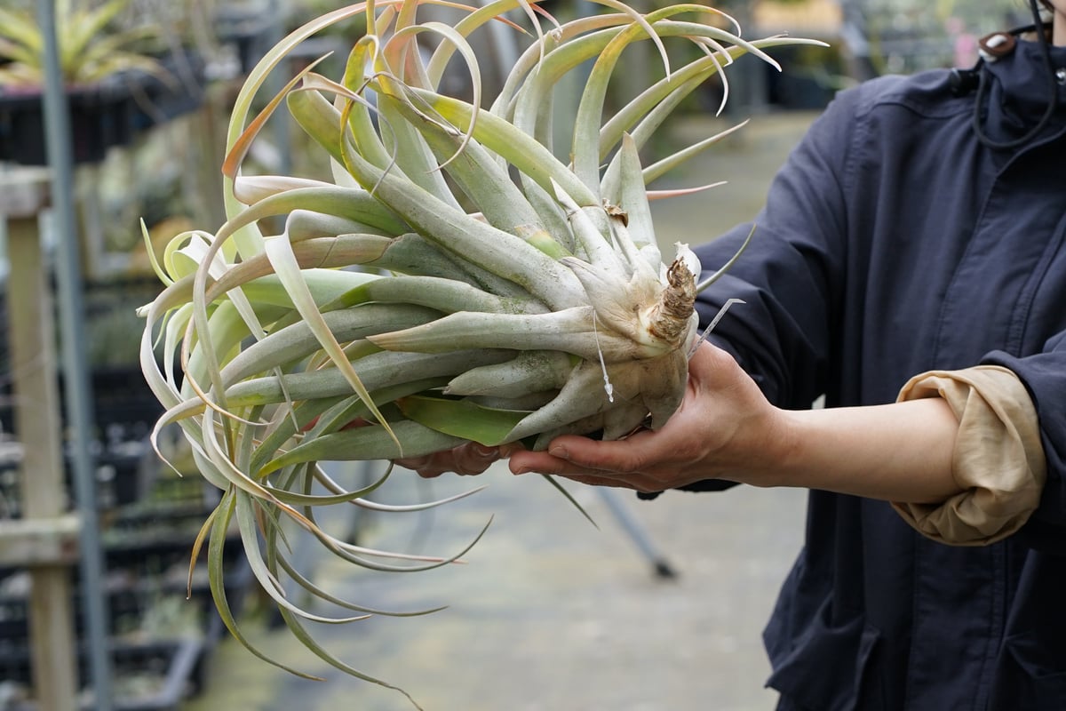 スタッフ特選】カピタータ シルバーローズ 2XLサイズ B号 | air-plants