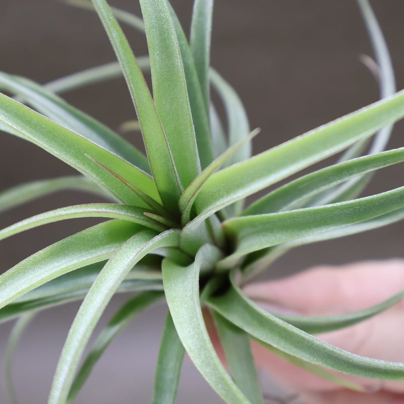 コンコロール×ストレプトフィラ Sサイズ19号 | air-plants TENGU-DO