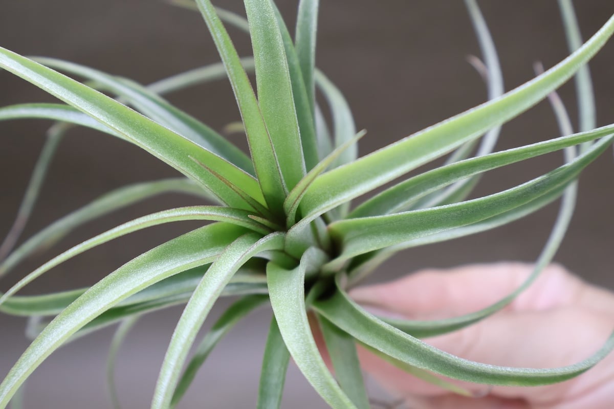 チランジア コンコロール × ストレプトフィラ セレクテッド コンコロール×ストレプトフィラ Sサイズ19号 | air-plants TENGU-DO