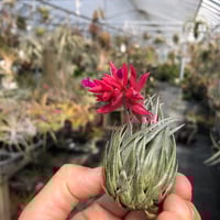 パドレ（ローランドゴッセリニーxチアペンシス）04号 | air-plants