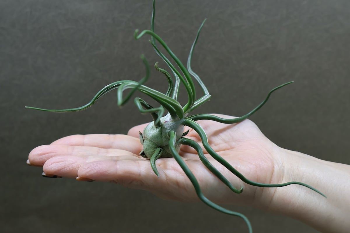 Tillandsia ブルボーサ tiny dancer 速達発送 Tillandsia Bulbosa