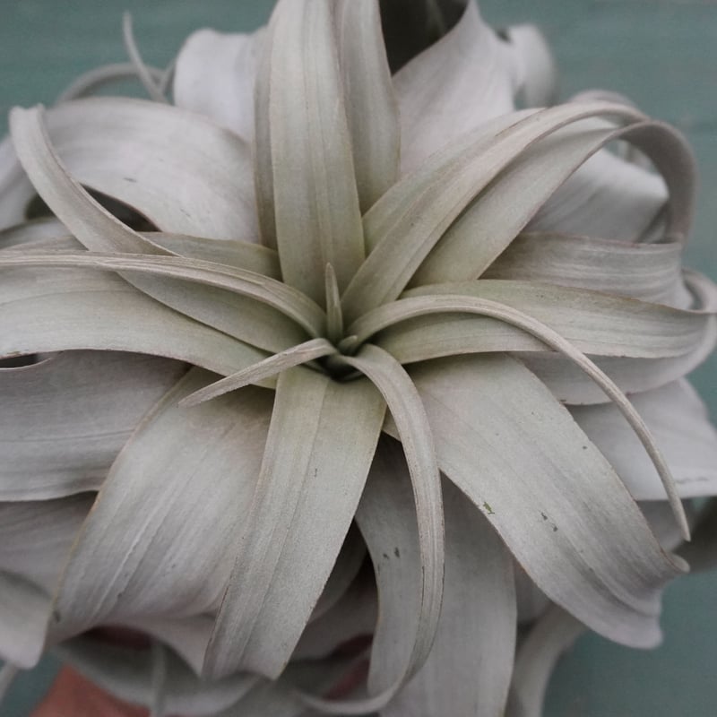 キセログラフィカ M-Lサイズ 特選【スタッフ特選】 | air-plants TENGU-DO