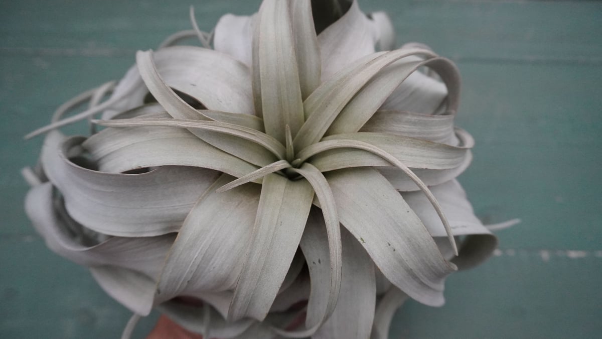 キセログラフィカ M-Lサイズ 特選【スタッフ特選】 | air-plants TENGU-DO