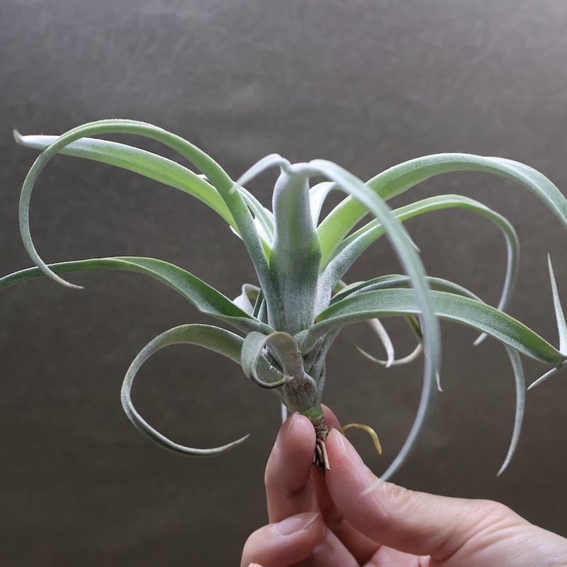 メアリーZ （ チアペンシス × ローランドゴッセリニー ）02号 | air