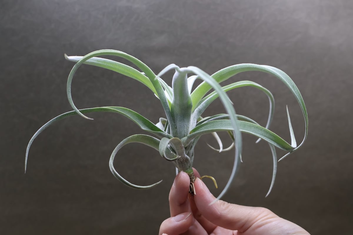 メアリーZ （ チアペンシス × ローランドゴッセリニー ）02号 | air