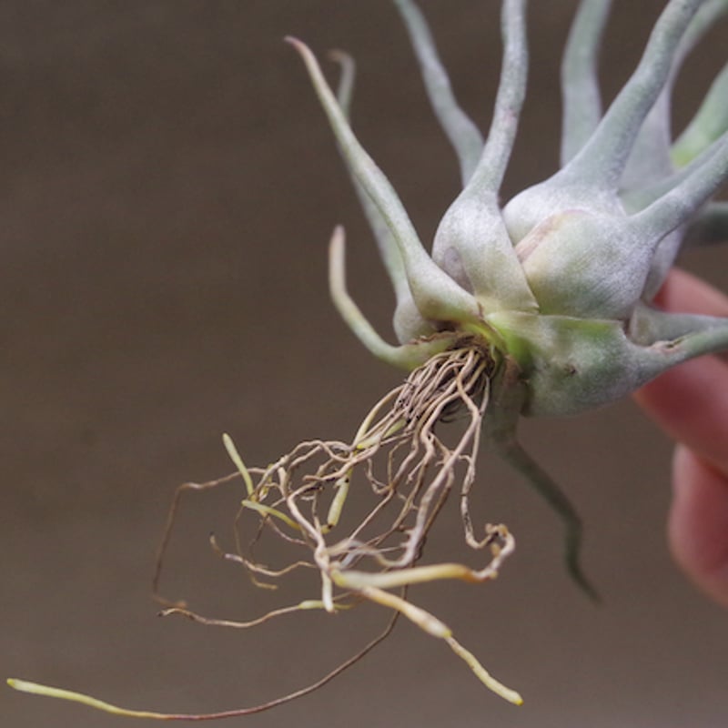 ショータイム × セレリアナ 01号 | air-plants TENGU-DO