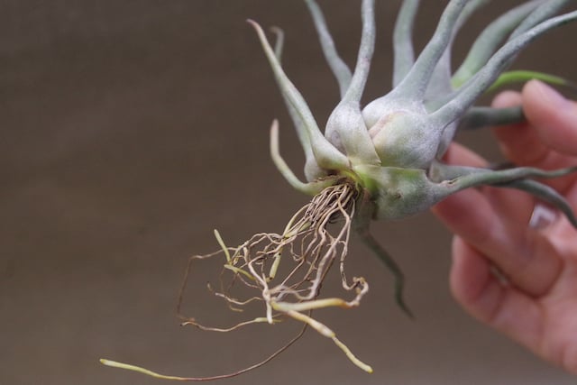 ショータイム × セレリアナ 01号 | air-plants TENGU-DO