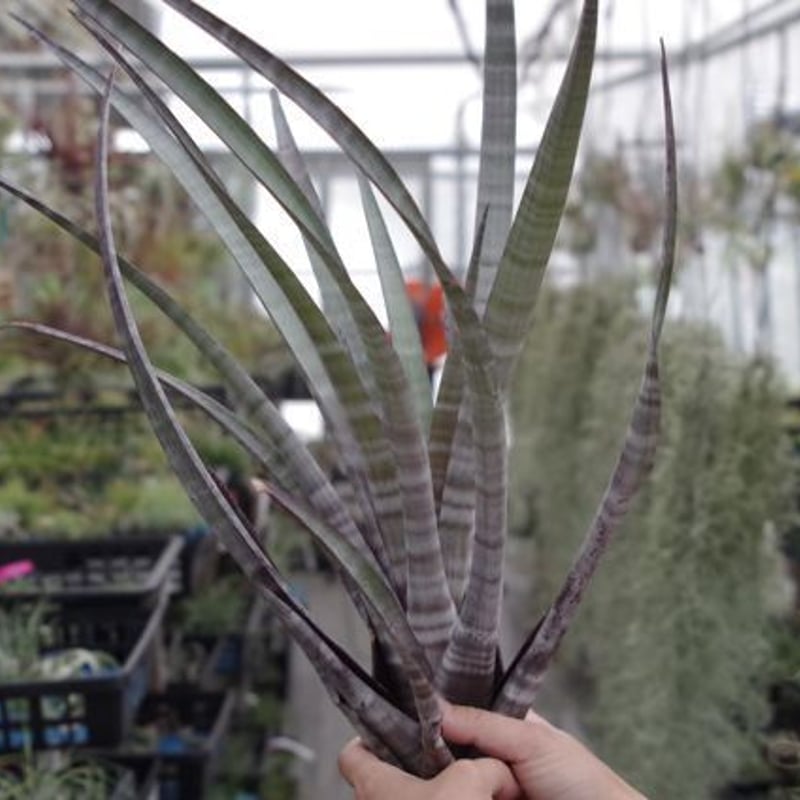 ヒルダエ Lサイズ04号 | air-plants TENGU-DO