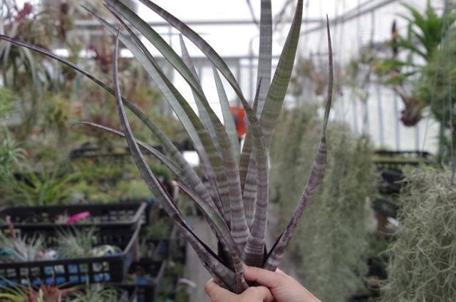 ヒルダエ Lサイズ04号 | air-plants TENGU-DO