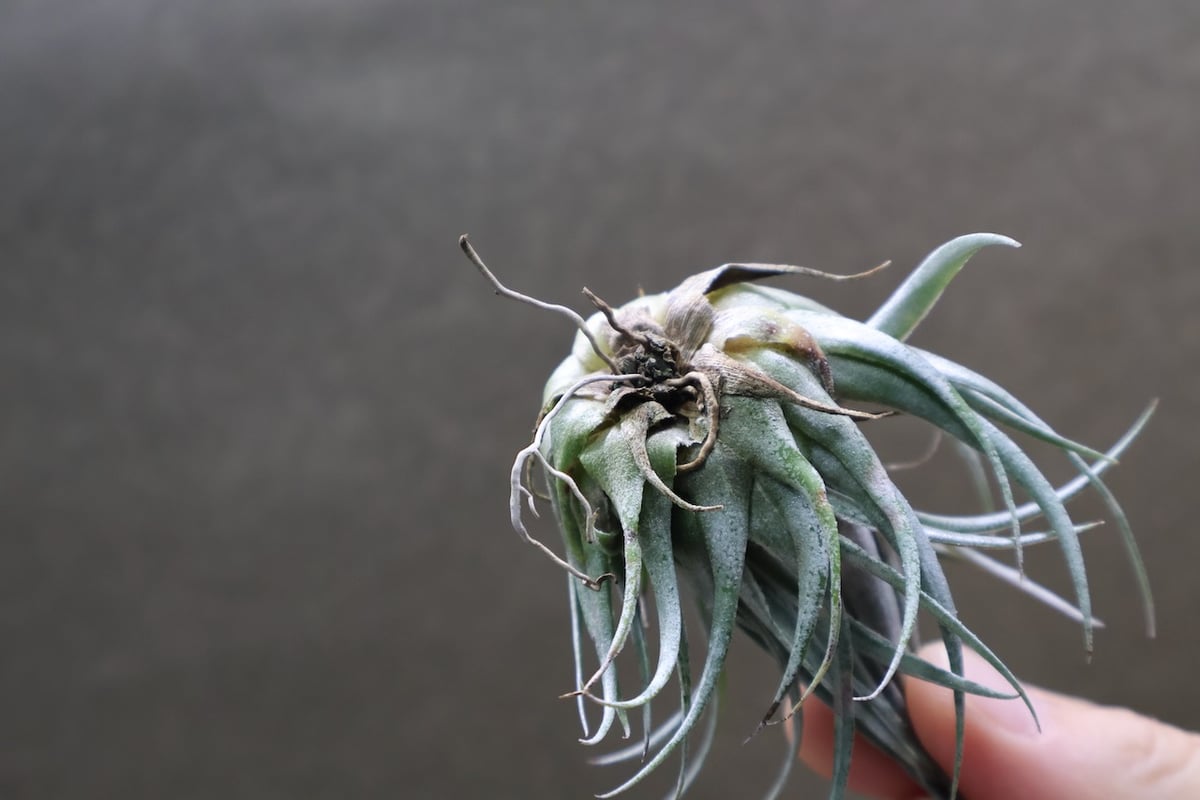 Tillandsia カウツキー カウツキー 23号 | air-plants TENGU-DO