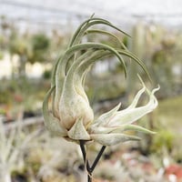 イオナンタ スノーボール 01号 | air-plants TENGU-DO