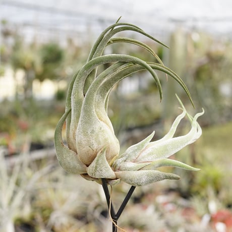 塚*龍様 ティランジア　エアプランツ　【100個〜まとめ売り】 CATEGORY エアープランツ（ティランジア） | air-plants TENGU-DO