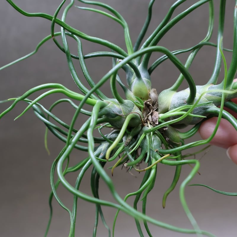 ブルボーサ クランプ 17号 | air-plants TENGU-DO