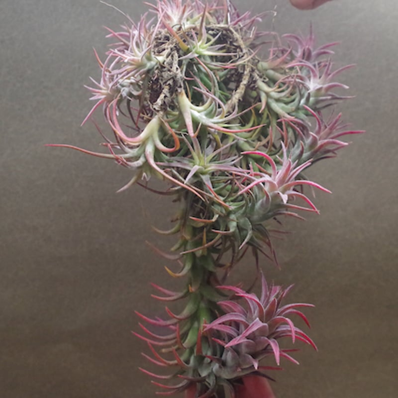 イオナンタ バンハイニンギー クランプ 08号 | air-plants TENGU-DO