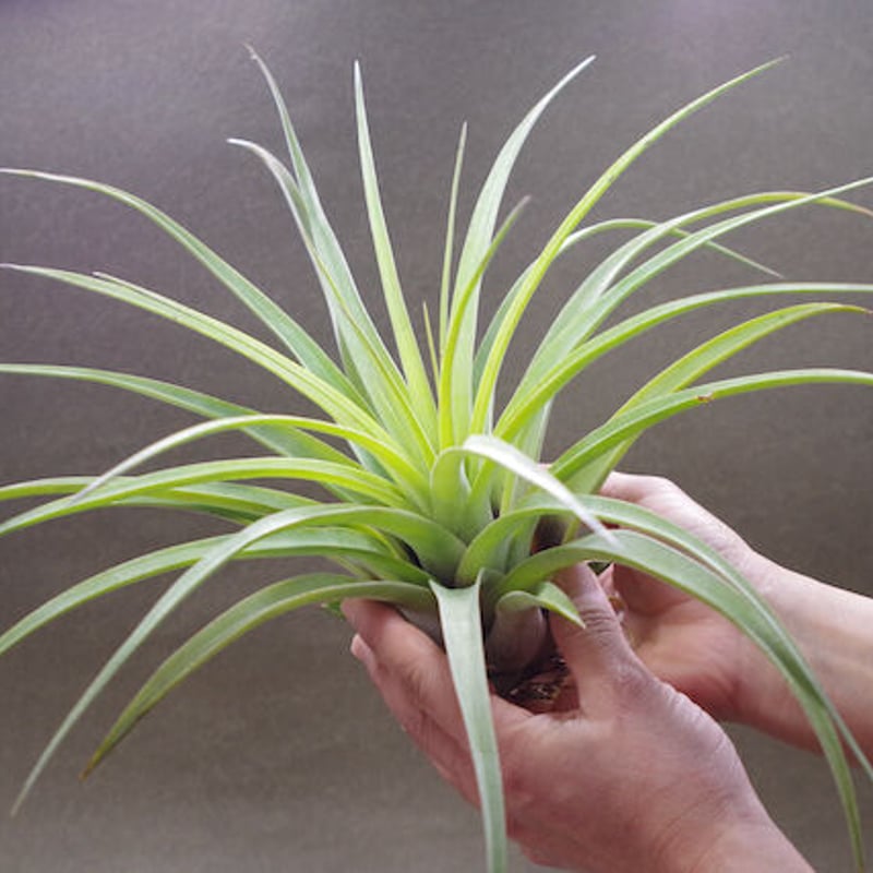 ファシクラータ × ストレプトフィラ 01号 | air-plants TENGU-DO