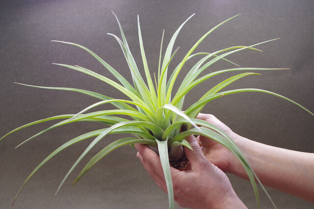 ファシクラータ × ストレプトフィラ 01号 | air-plants TENGU-DO