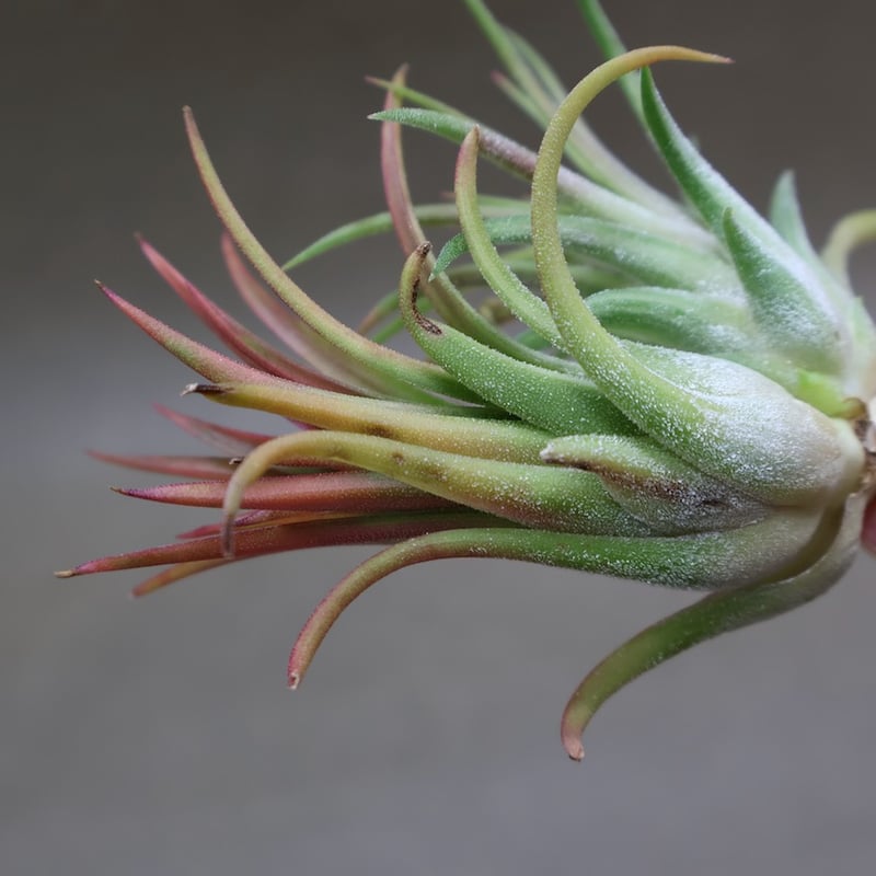 イオナンタ ヴァリエガータ 10号 | air-plants TENGU-DO