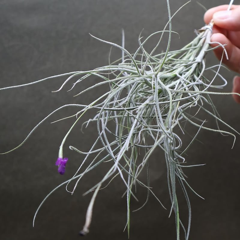 Tillandsia Mallemontii Blue 速達発送 Tillandsia stricta × neglecta （sp） T'S株（Tillandsia