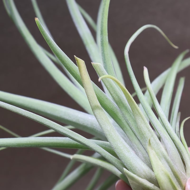 ストレプトフィラ × ブラキカウロス 斑入り株 04号 | air-plants TENGU-DO