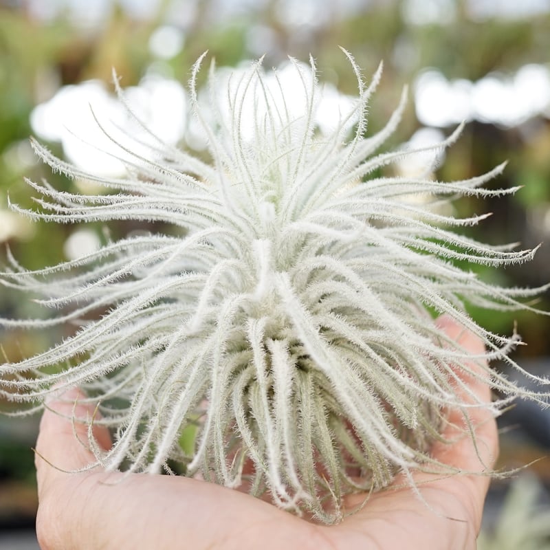 スタッフ特選】テクトラム XL | air-plants TENGU-DO