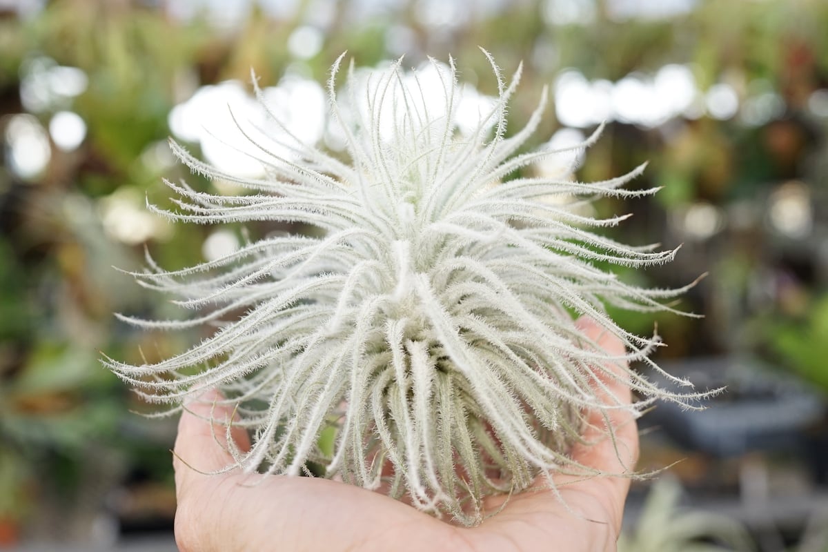 スタッフ特選】テクトラム XL | air-plants TENGU-DO