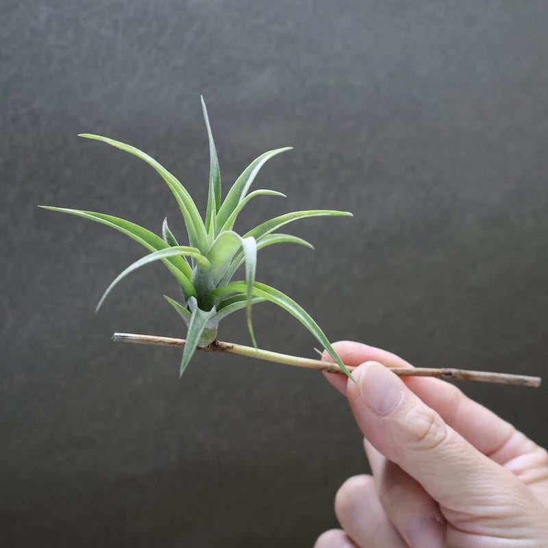 フレクスオーサ ヴィヴィパラ S size | air-plants TENGU-DO