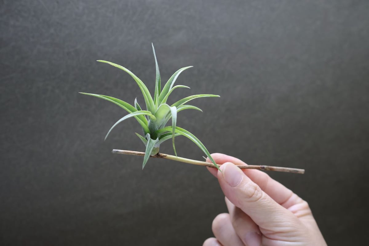 フレクスオーサ ヴィヴィパラ S size | air-plants TENGU-DO