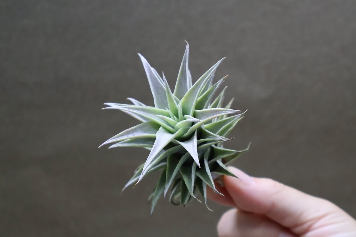 エディシアエ 65号 | air-plants TENGU-DO