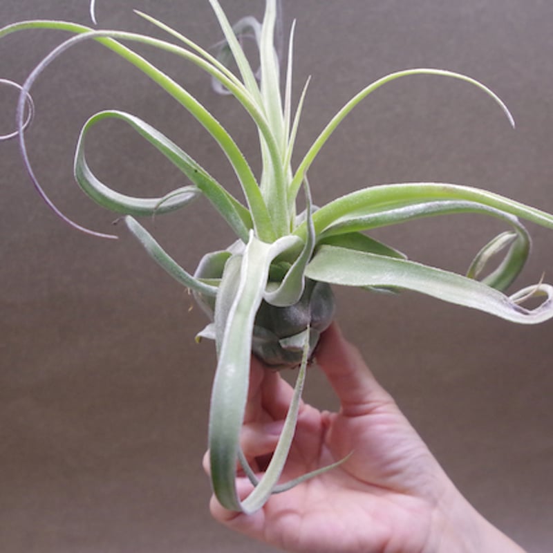 パチャラスノーフレーク 01号 | air-plants TENGU-DO